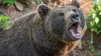 Медведи Умка и Маша вышли из спячки в Воронежском зоопарке