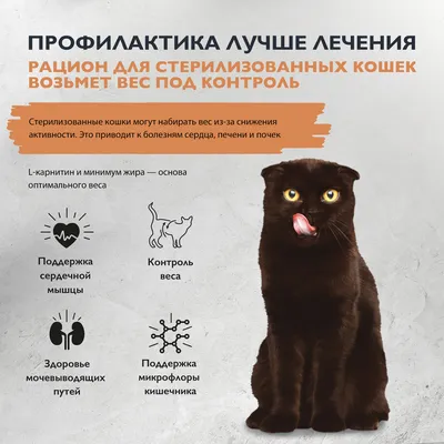 Омега NEO мультивитаминное лакомство для кошек /L-карнитин 60т — Каталог  товаров — Интернет-зоомагазин Мурзик
