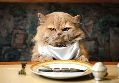 Добро пожаловать на «Планету жирных котов»: здесь наказывают за несмешные  шапочки и эклеры - Блог «Альпины»