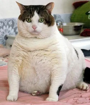 Самая толстая кошка - 73 фото