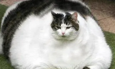 смешные жирные кошки-котики сидят на полу. Стоковое Фото - изображение  насчитывающей чистоплемено, представлять: 260254502
