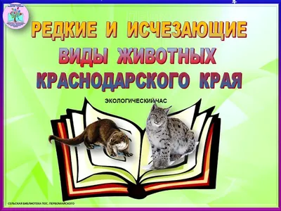 На Кубани прокомментировали запрет на кормление бездомных животных - РИА  Новости, 24.04.2023