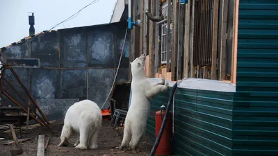 Белый медведь im Zoo Rostock erleben