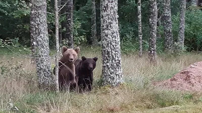 В Подмосковье спасли застрявшего в автопокрышке 400-килограммового медведя  — Сноб