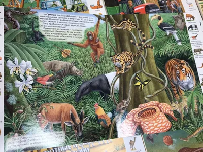 Оптовая продажа, наклейка с животными s 800, наклейка в виде тропического  леса животного, коала, тигра, собаки на канцелярские товары, чемодан,  ноутбук, велосипед, детская игрушка | AliExpress