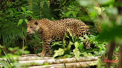 Тропический лес животные - красивые фото
