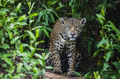 Фон джунглей тропических лесов безшовного вектора тропическая с животными  Иллюстрация вектора - иллюстрации насчитывающей колумбия, пуща: 201202848