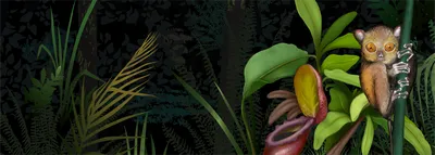 экзотическая туканская птица в тропических лесах яркое животное в джунглях  закрыла генеративный ай Иллюстрация штока - иллюстрации насчитывающей  ландшафт, цвет: 272707791