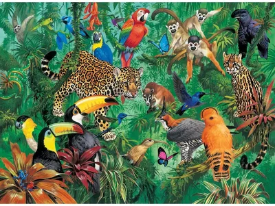 Животные тропических лесов - 70 фото