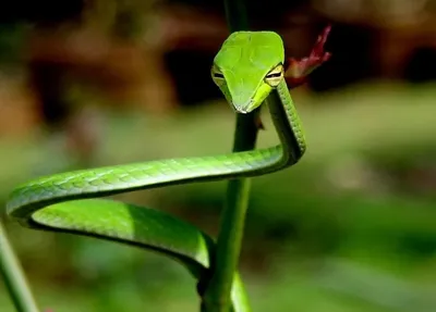 10 удивительных животных тропических лесов | Rainforest animals, Vine  snake, Rainforest trees