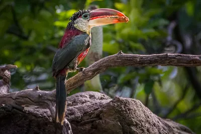 Показали яркие снимки птиц и животных тропических лесов Коста-Рики