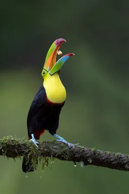 Животные тропических лесов для детей Rainforest animals sound and name -  YouTube