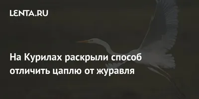 Arzamas - Зачем птенцы журавлей устраивают дискотеки? Как отличить журавля  от цапли или аиста? В чем эти птицы рекордсмены? И все-таки: синица в руках  или журавль в небе? Журавль, который у многих