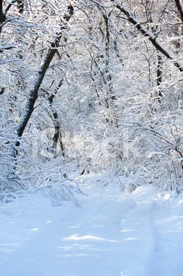 Зима В Лесу Стоковые Фотографии | FreeImages