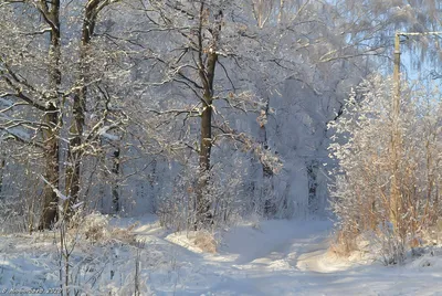 Зима в лесу. Мост занесенный снегом в лесу утром Stock Photo | Adobe Stock