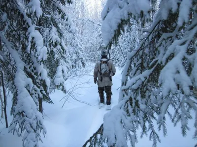 Зима в лесу — Фото №1431756