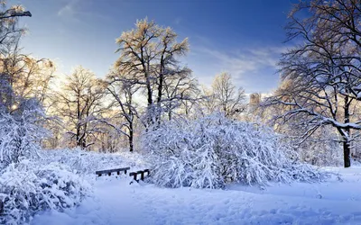 Зима в лесу. Photographer Ivan