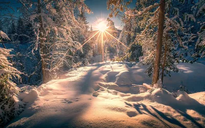 Купить картину Зима в лесу в Москве от художника Быков Виктор