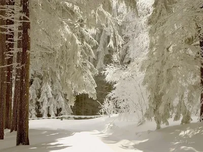Солнце зимой в лесу (51 фото) - 51 фото