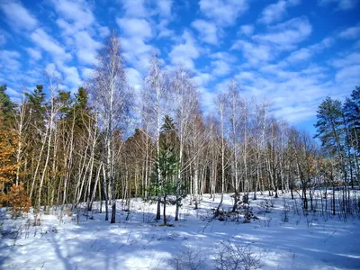 Фотосессия зимой в лесу | Зимние фотосессии на природе