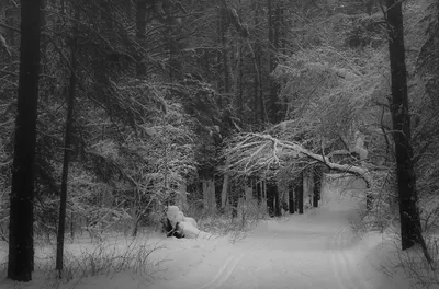 Онлайн пазл «Зима в лесу»