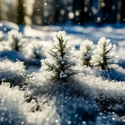 Картина по номерам \"Зима в лесу\". Размер картины 40*50 см. (ID#1515037053),  цена: 318 ₴, купить на Prom.ua