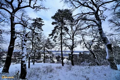 Зима в лесу - красивые фото