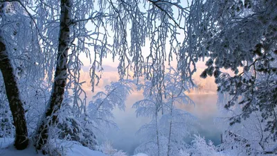 Фото зимнего леса в высоком качестве фото