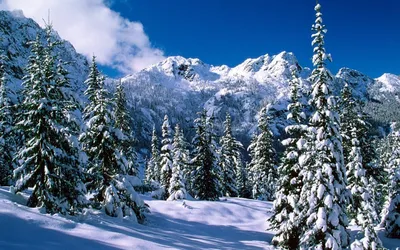 Фото зимнего леса в высоком качестве: фото, изображения и картинки