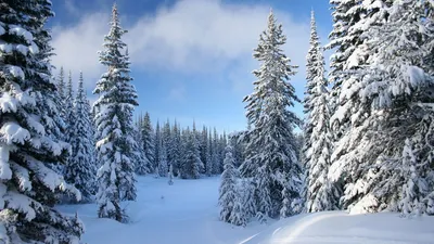 Красивые картинки зимний лес (38 фото)