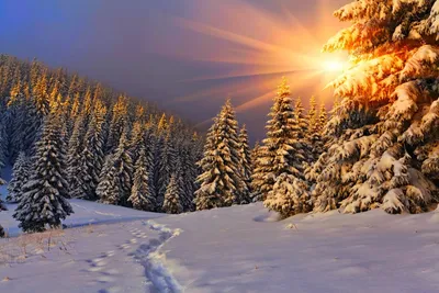 Обои Природа Зима, обои для рабочего стола, фотографии природа, зима, снег,  ели, небо Обои для рабочего стола, скачать обои картинки заставки на  рабочий стол.