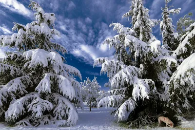 Красивый зимний лес - фото и картинки: 60 штук