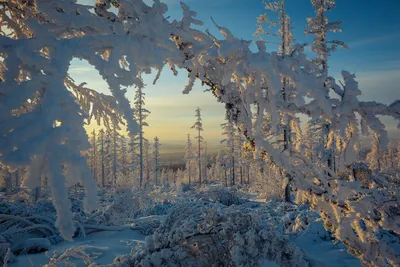 Сказочный зимний лес (Много фото!) - treepics.ru