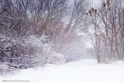 Природа зимний лес (68 фото) »