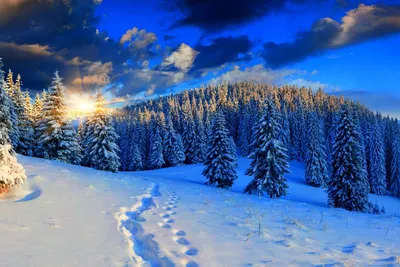 3 000+ картинок зимнего леса - Скачайте бесплатно - Pixabay