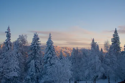 Феи: Тайна зимнего леса смотреть онлайн бесплатно мультфильм (2012) в HD  качестве - Загонка