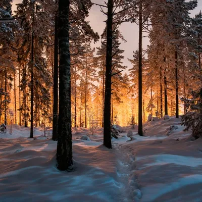 Лес, зима, снег. | Пейзажи, Живописные пейзажи, Зимние сцены