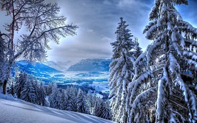 Обои зима, фото снежный лес, обои зимняя природа 1366x768 для рабочего стола