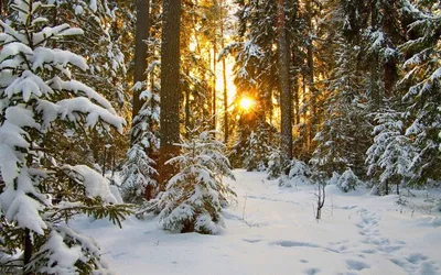 3 000+ картинок зимнего леса - Скачайте бесплатно - Pixabay