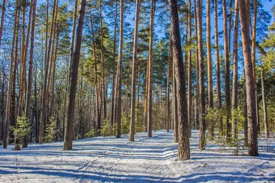 Зимний Сосновый лес - красивые фото