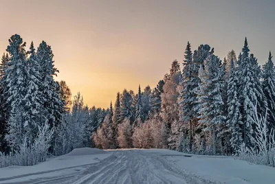 Зимняя прогулка. Фотографии зимнего леса