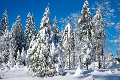 Волшебный зимний лес - красивые фото