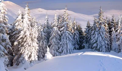 Воронежский биосферный заповедник имени В.М. Пескова