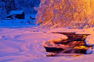 Зимний Сосновый лес - красивые фото