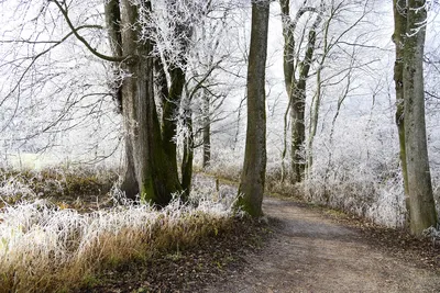 Картинки зимний лес (60 фото)