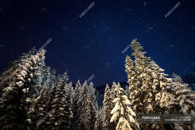 Закат в зимнем лесу 4K загрузка обоев