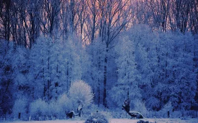 Красивые зимние обои - 68 фото