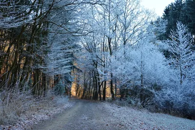 Картинки зимнего леса - 77 фото