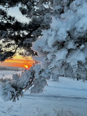 Зимний лес закат - 79 фото