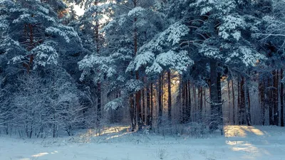 Фото зимний лес на рабочий стол фото